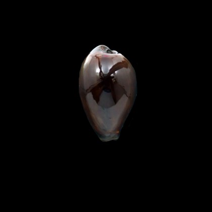 adusta 45,0mm