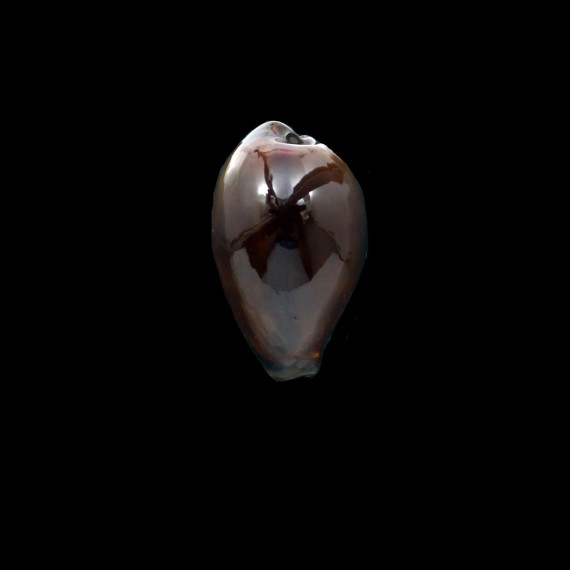 adusta 45,0mm