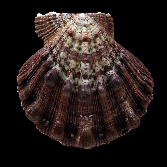 nodosus 85,3mm SUPERB