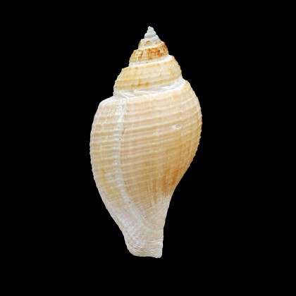 lutosa 63,2mm