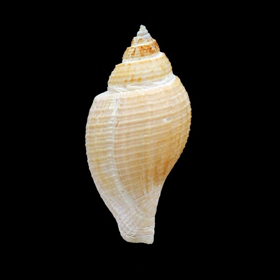 lutosa 63,2mm