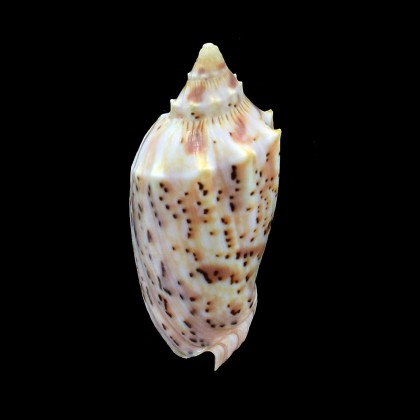 pulchra peristica 68,0mm