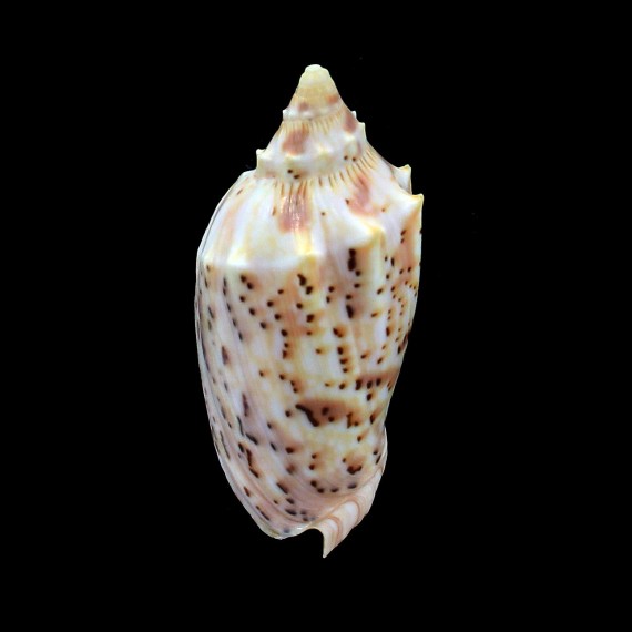 pulchra peristica 68,0mm