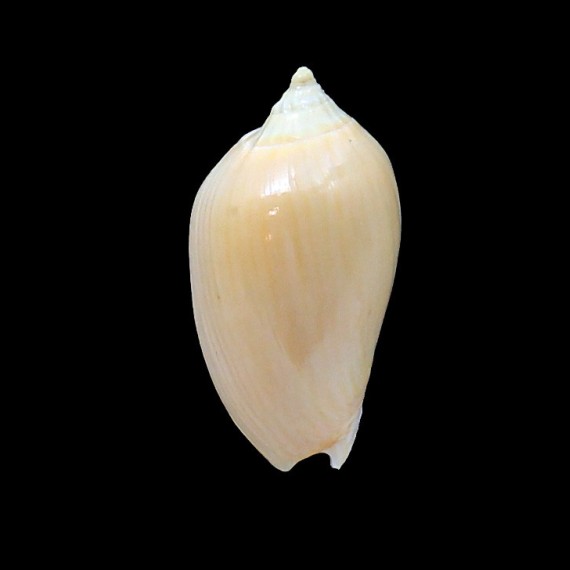 zebra 48,0mm GOLDEN FORM