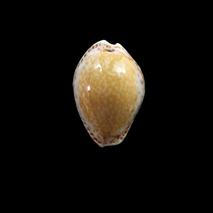 acicularis 29,0mm