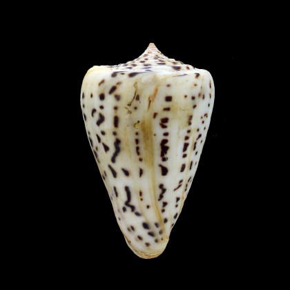 spurius baileyi 63,0mm