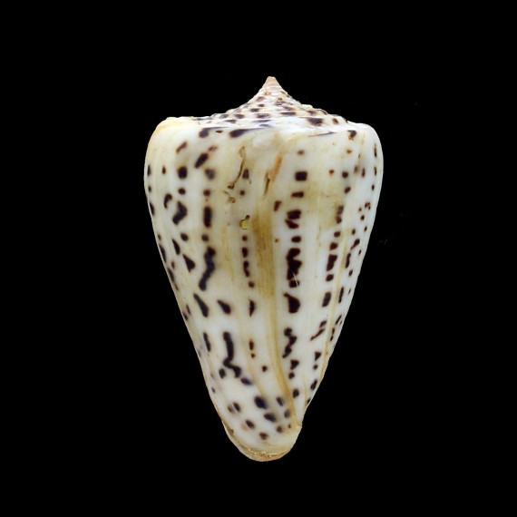 spurius baileyi 63,0mm