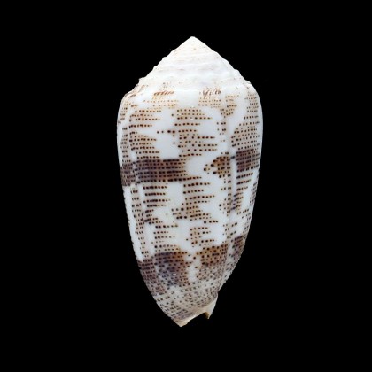 arenatus 61,0mm SP