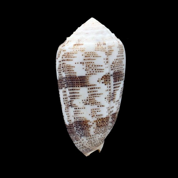 arenatus 61,0mm SP