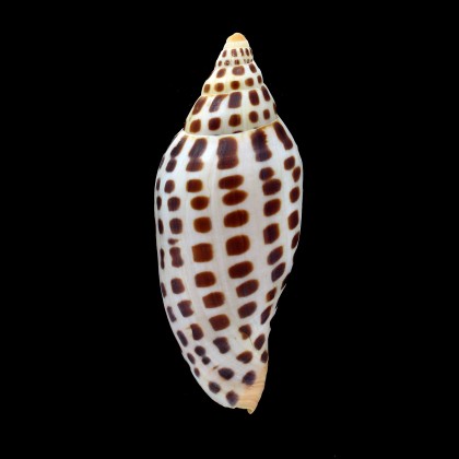 junonia johnstoneae 106,6mm