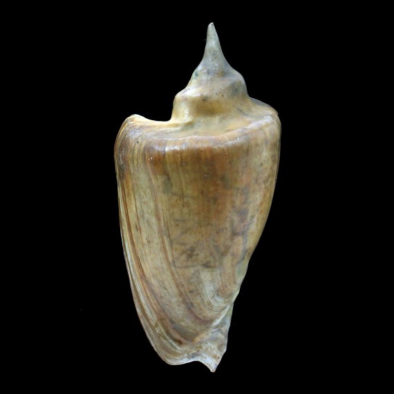 dufresnei 108,5mm SUPERB