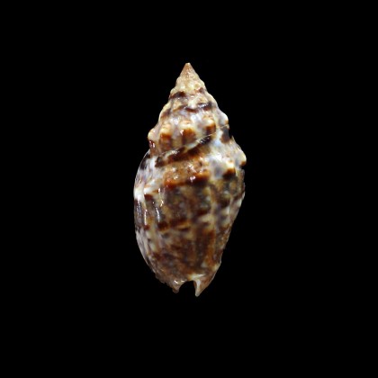 cumingii 31,0mm SUPERB