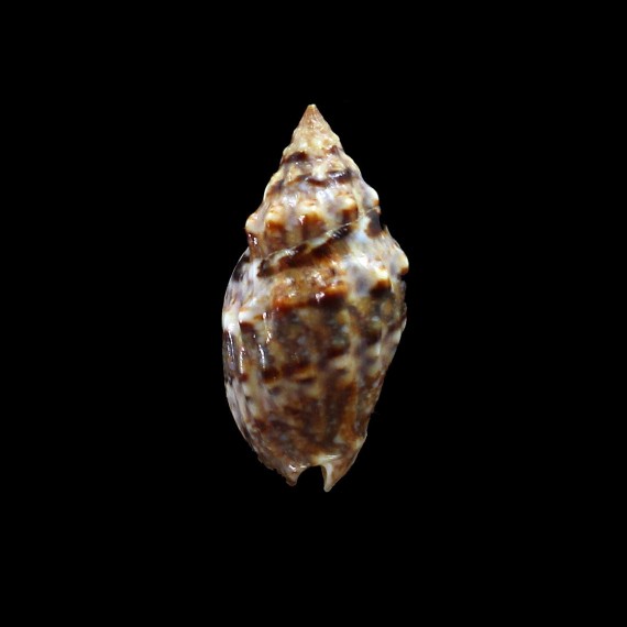 cumingii 31,0mm SUPERB