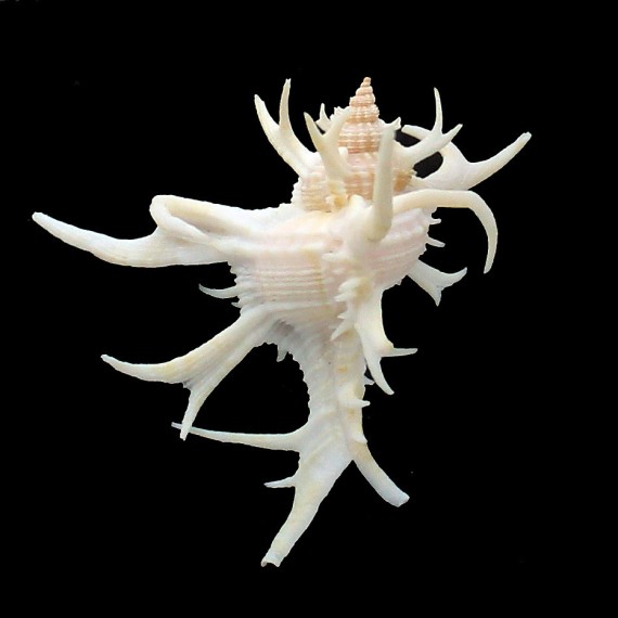 cervicronis 51,0mm SUPERB