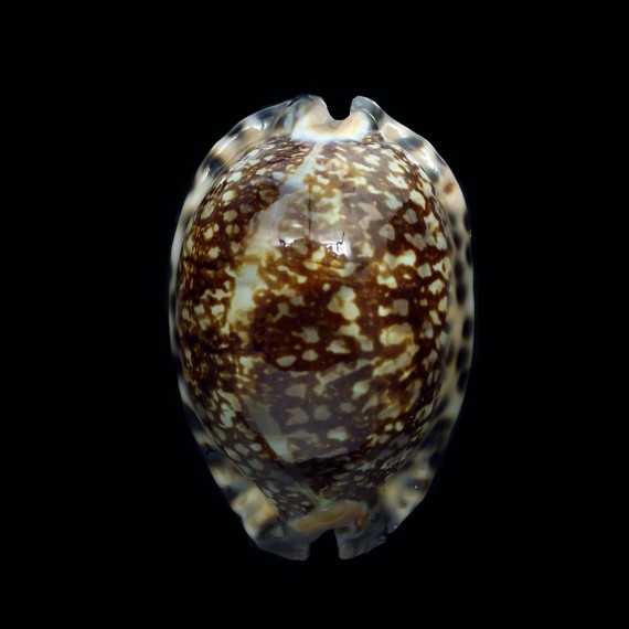 arabica rudimaculosa 73,8mm
