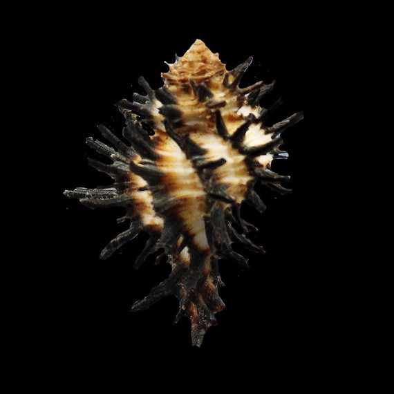 melanomathos chinii 48,0mm