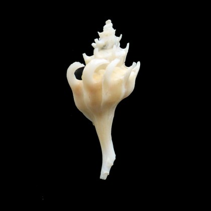 fraseri 45,0mm SPLENDID