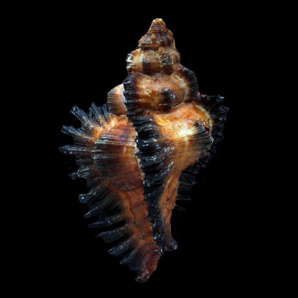 monicae 75,0mm GIANT DARK