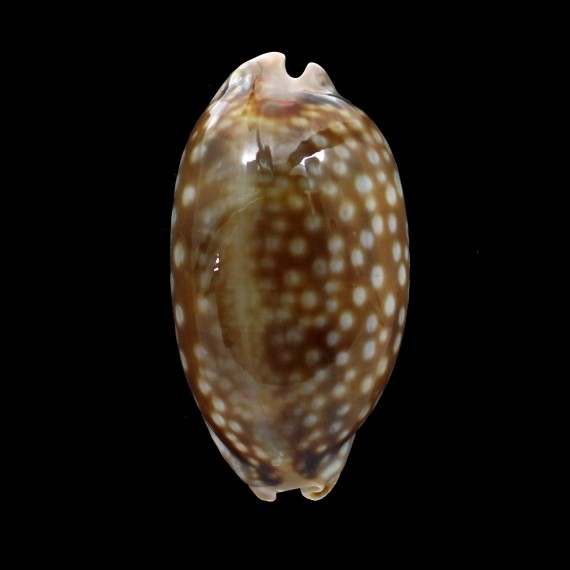 zebra 95,0mm