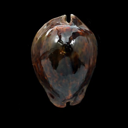 stercoraria 84,00mm RUSTY