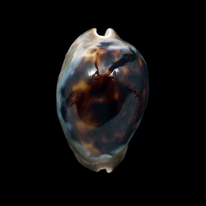 venusta episema sorrentensis 53,0mm