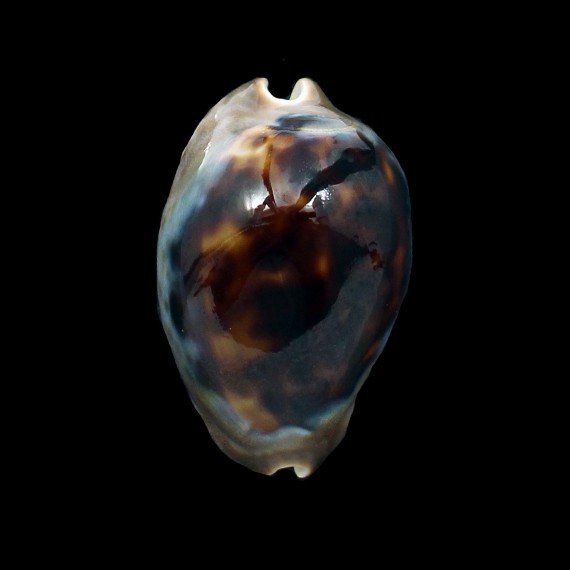 venusta episema sorrentensis 53,0mm