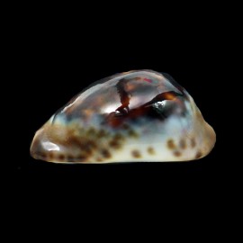 venusta episema sorrentensis 53,0mm
