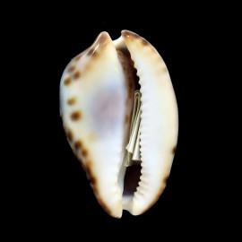 venusta episema sorrentensis 53,0mm