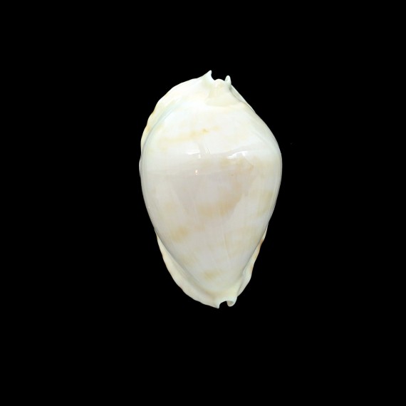 marginata nimbosa 61,0mm
