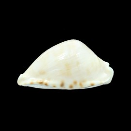 marginata nimbosa 61,0mm