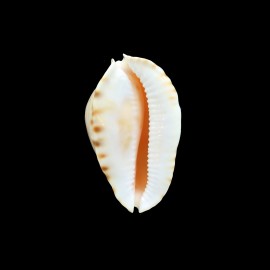 marginata nimbosa 61,0mm