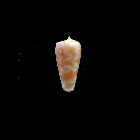 solangeae 29,0mm