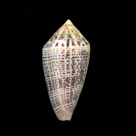 ximenes 49,5mm BIG