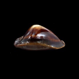 rosselli 47,0mm