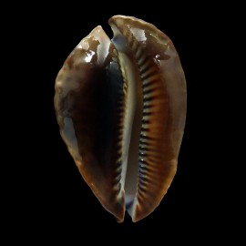rosselli 47,0mm