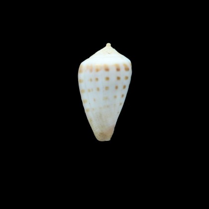 nahoonensis  28,0mm RARE
