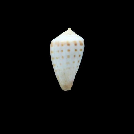 nahoonensis  28,0mm RARE