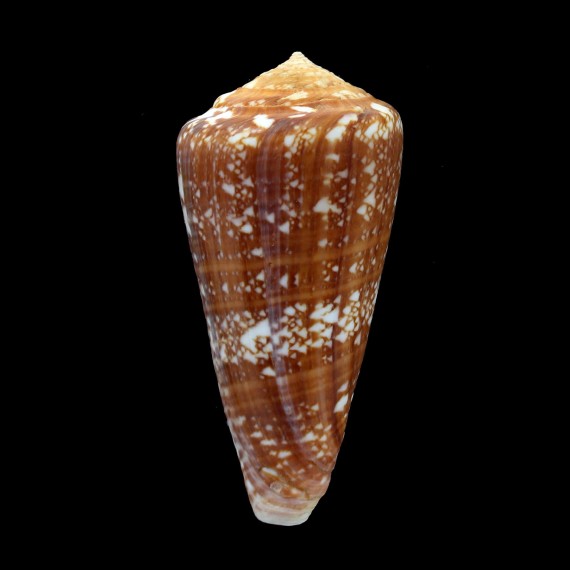 immelmani 77,0mm RARE