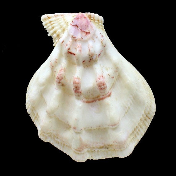 swiftii 104,0mm BIG