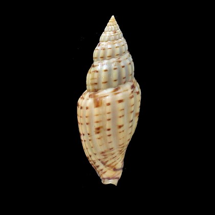 taiwanica 72,0mm