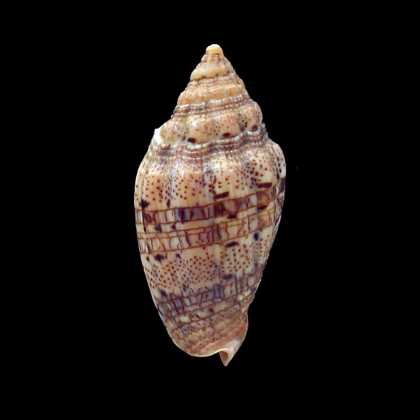 polypleura dermacoi 50,6mm