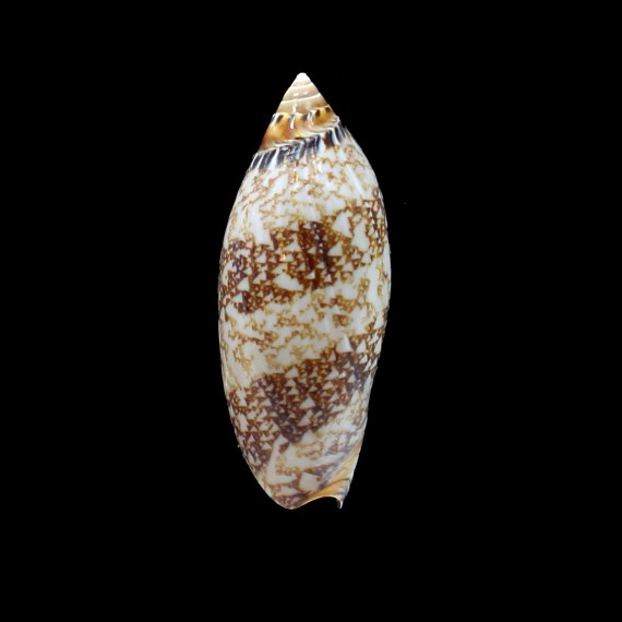 damonii reticulata 73,0mm