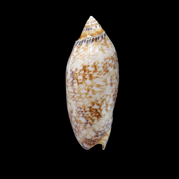 damonii 80,0mm