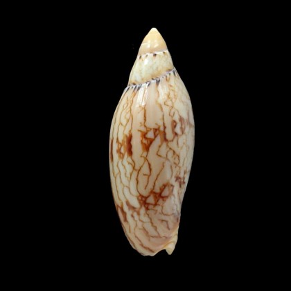 damonii ludbrookae 66,0mm