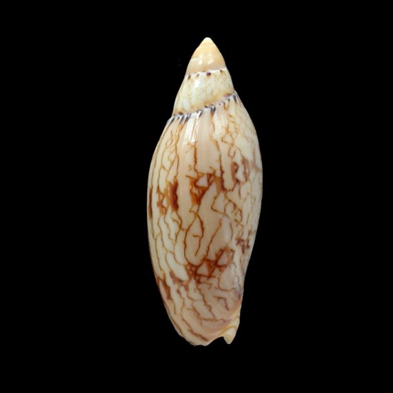 damonii ludbrookae 66,0mm