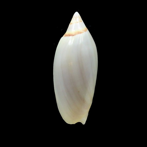 grayi 76,0mm