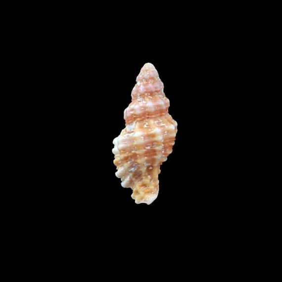 corallinus 26,7mm WRS