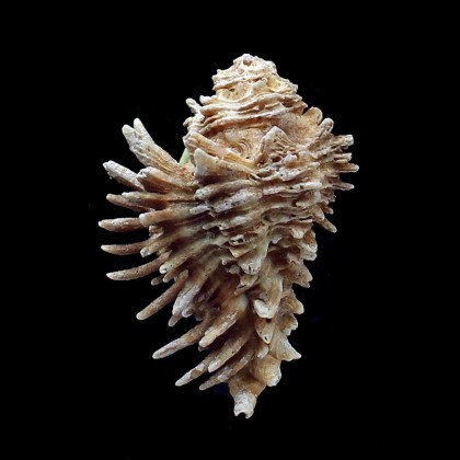oxyacantha 60,7mm BIG