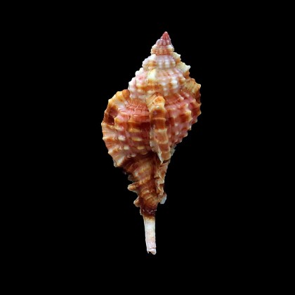 consuelae 65,0mm SUPERB