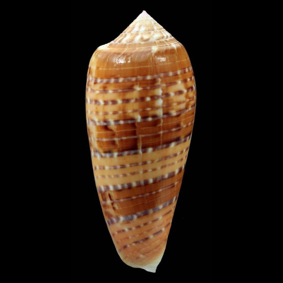 dusaveli 81,4mm SUPERB